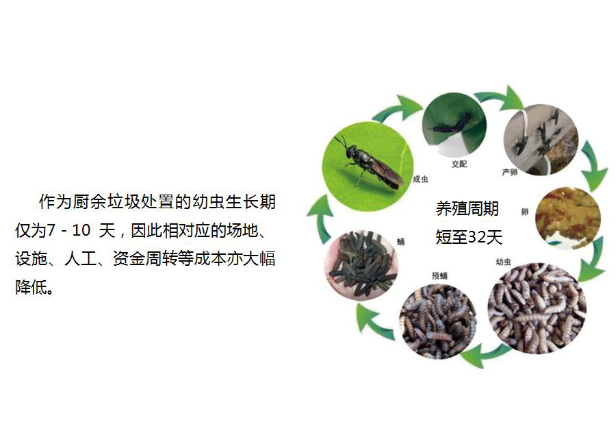 黑水虻怎么處理餐廚垃圾？